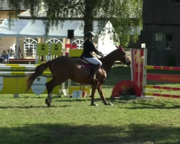 Reitturnier Memmingen/Schw. 2019