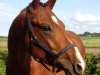 Dressurpferd Champion First Class P (Deutsches Reitpony, 2009, von FS Champion de Luxe)