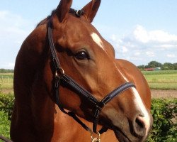 jumper Champion First Class P (Deutsches Reitpony, 2009, from FS Champion de Luxe)