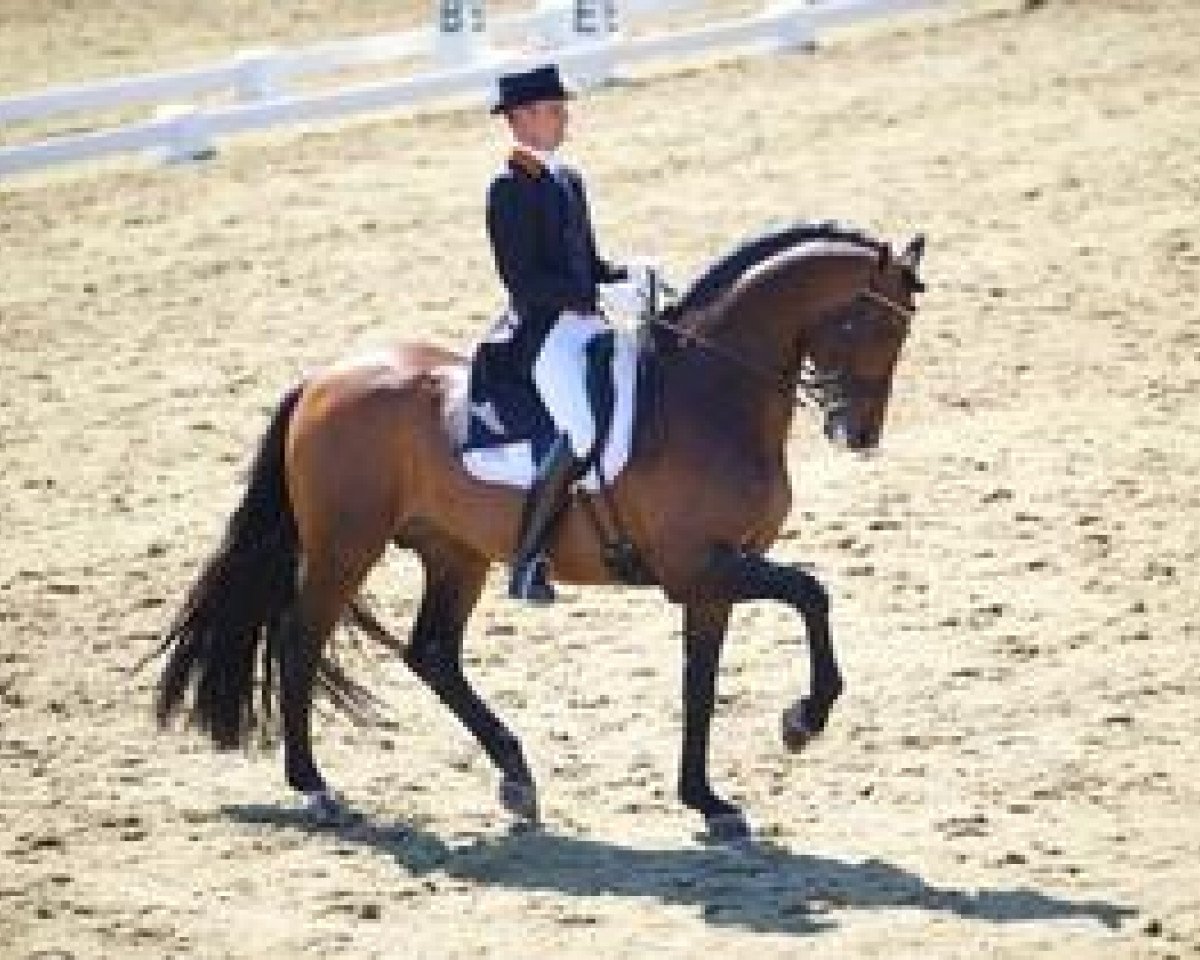 stallion Blue Hors Romanov (Oldenburg, 2000, from Rohdiamant)