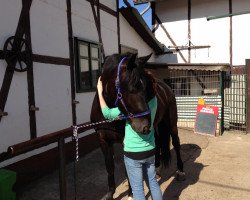 dressage horse Kaprys (Schlesier, 2008, from Amigo)