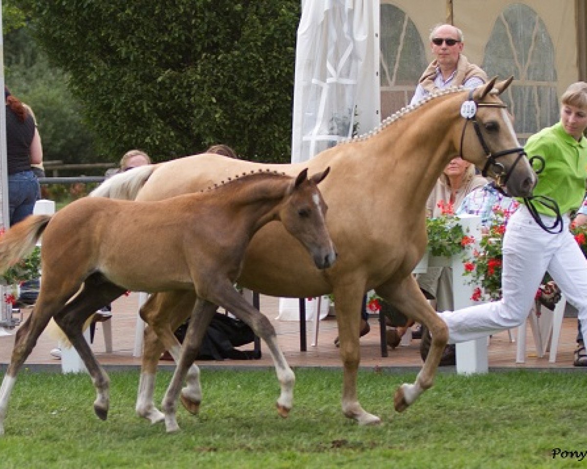 broodmare Hesselteichs Donnerfee (German Riding Pony, 2007, from Donnerwetter)