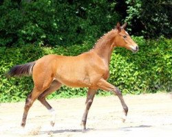 dressage horse Die Millionärstochter (German Sport Horse, 2013, from E.H. Millennium)