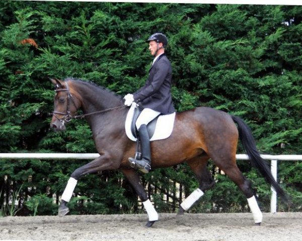 jumper Ceodora (German Sport Horse, 2009, from Contenaro)