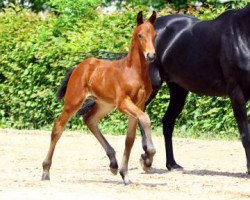 dressage horse Lovely Kiss (German Warmblood, 2013, from Lingh)