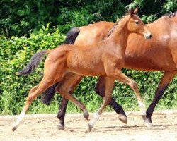 Springpferd Ahoi (Deutsches Sportpferd, 2013, von Acasino B)