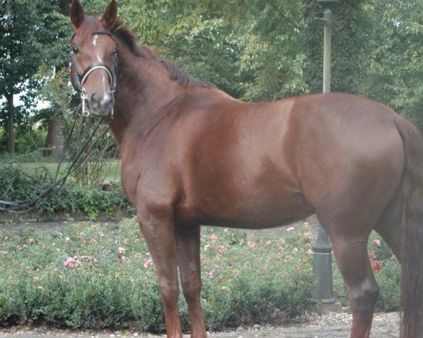 horse Aphrodite 101 (Zangersheide riding horse, 2002, from Aquilino)