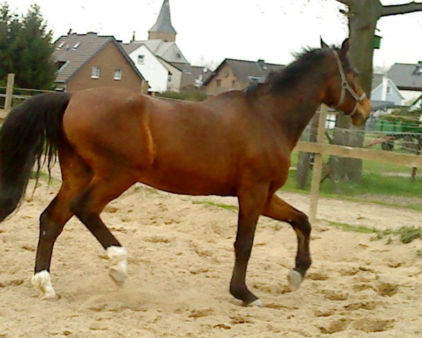 horse Dallahn 1 (Hanoverian, 1989, from Don Juan)
