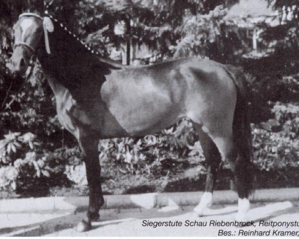 broodmare Sira (German Riding Pony, 1992, from Black Boy)