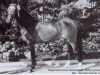 broodmare Sira (German Riding Pony, 1992, from Black Boy)