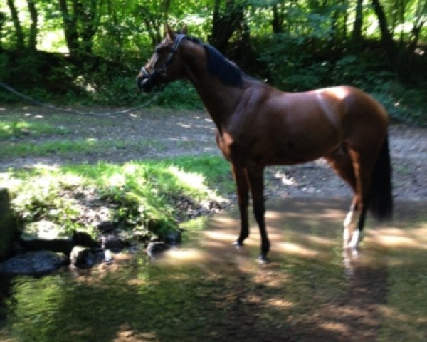 Springpferd Coco la belle (Oldenburger, 2008, von Carthano I)