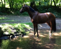 Springpferd Coco la belle (Oldenburger, 2008, von Carthano I)