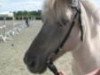 broodmare Ivette (Fjord Horse, 1995, from Illiano)