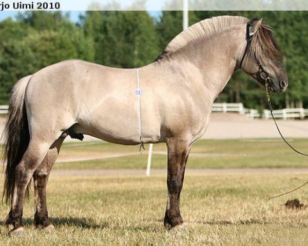 Pferd Haavanesko (Fjordpferd, 2003, von Haavaniko)