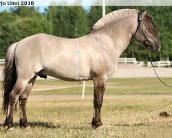 horse Haavanesko (Fjord Horse, 2003, from Haavaniko)