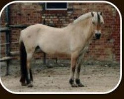 broodmare Leslei (Fjord Horse, 1996, from Jarn)