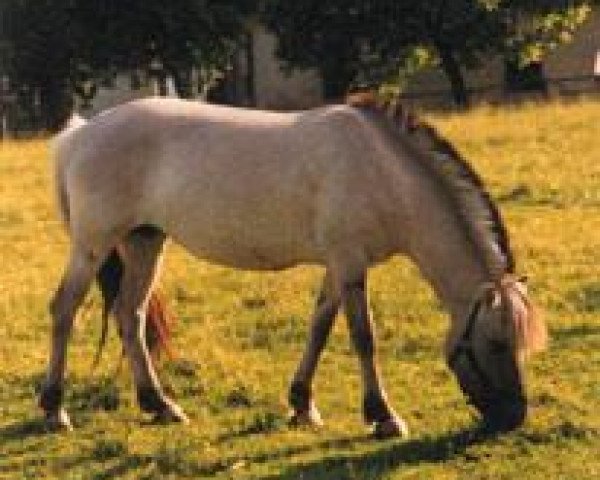 broodmare Lorette (Fjord Horse, 1987, from Heino F 78)