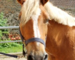 broodmare Nicky (Haflinger Mix, 1999)