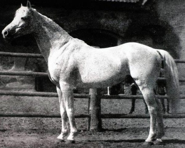 stallion Nana Sahib 1900 AA (Anglo-Arabs, 1900, from Roitelet xx)