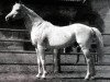 stallion Nana Sahib 1900 AA (Anglo-Arabs, 1900, from Roitelet xx)