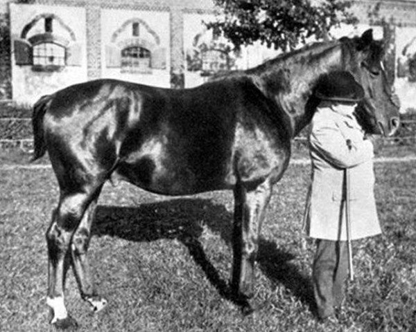 stallion Polarsturm (Trakehner, 1900, from Optimus)