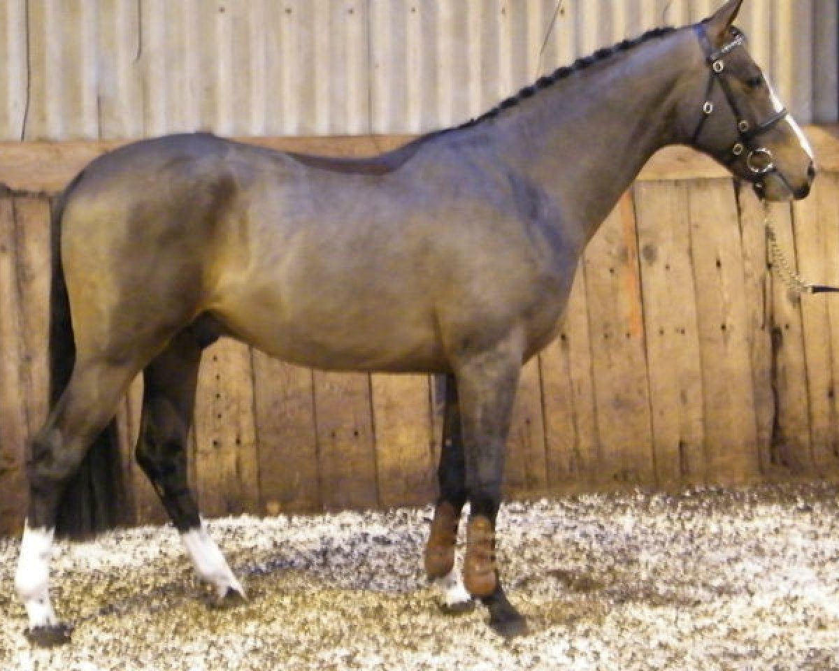 stallion Fabrice van Overis (Zangersheide riding horse, 2008, from For Pleasure)