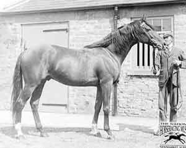 stallion William the Third xx (Thoroughbred, 1898, from Saint Simon xx)