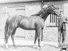 stallion William the Third xx (Thoroughbred, 1898, from Saint Simon xx)