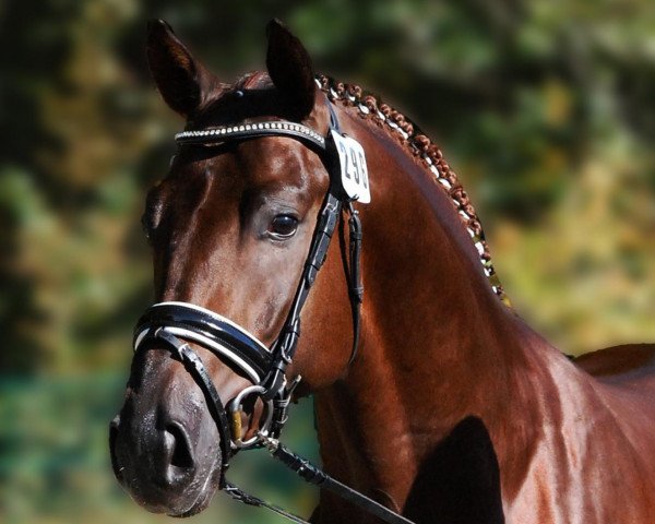dressage horse Qashqai (Rhinelander, 2010, from Quaterback)