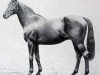 stallion Santoi xx (Thoroughbred, 1897, from Queen's Birthday xx)