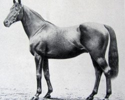 stallion Santoi xx (Thoroughbred, 1897, from Queen's Birthday xx)