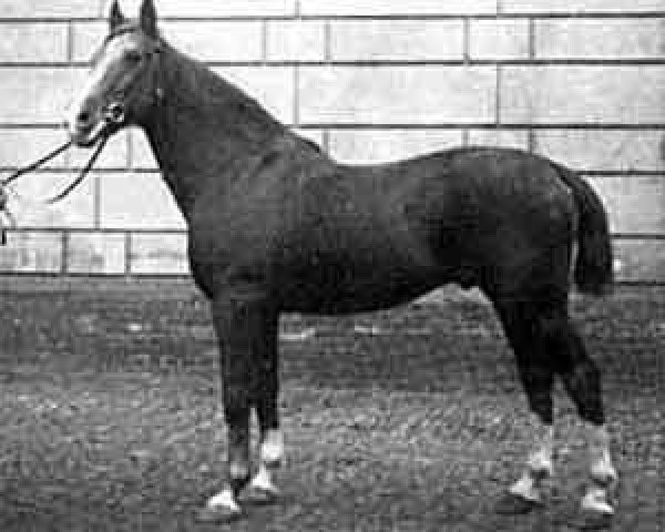 stallion Nelusko (Hanoverian, 1897, from Neckar)