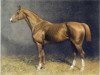 stallion Morgenstrahl (Trakehner, 1896, from Blue Blood xx)