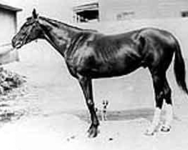 stallion Hamburg xx (Thoroughbred, 1895, from Hanover xx)