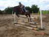 jumper Cooper one (Oldenburg show jumper, 2002, from Centesimo I)