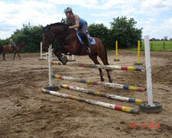 jumper Cooper one (Oldenburg show jumper, 2002, from Centesimo I)