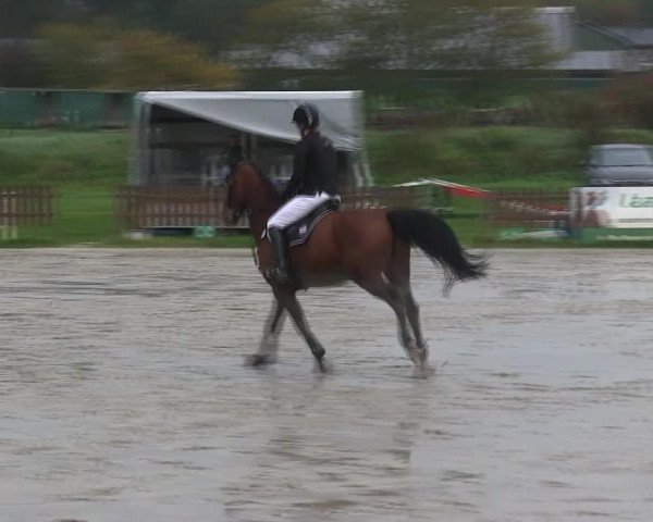 Reitturnier Schülp / Rendsburg 2019