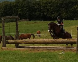 dressage horse Da Capo Sohn (German Riding Pony, 2005, from Da Capo)