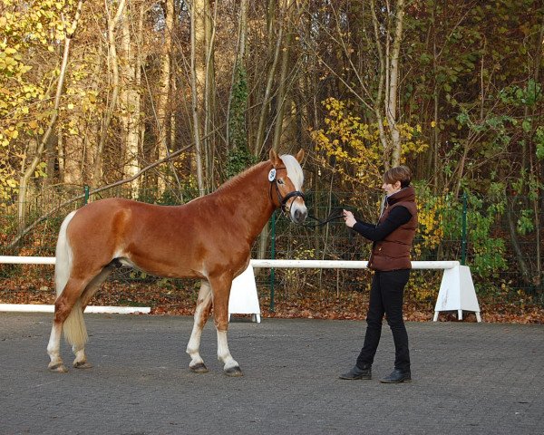 stallion Avaldi (2,93% ox) (Edelbluthaflinger, 2011, from Arnheim (3,125% ox))