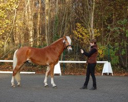 stallion Avaldi (2,93% ox) (Edelbluthaflinger, 2011, from Arnheim (3,125% ox))