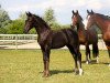 jumper Viscountess (Hanoverian, 2013, from Viscount 22)