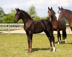 jumper Viscountess (Hanoverian, 2013, from Viscount 22)