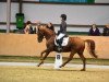 dressage horse Dein Jolly Jocker (German Riding Pony, 2006, from Dance of Joy W)