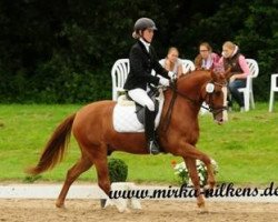 dressage horse Hektor B (German Riding Pony, 2007, from Der Harlekin B)