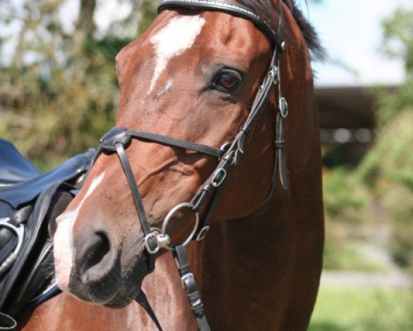 horse Catch me if u can (Holsteiner, 1998, from Chamonix)