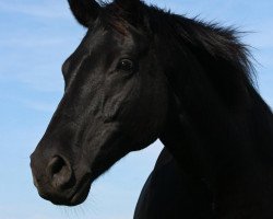 Zuchtstute Neringa (Trakehner, 1997, von Königstein)