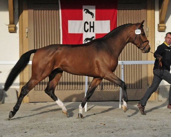 stallion S.M. Contador (Swiss Warmblood, 2008, from Contendro I)
