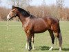 broodmare S-carmenta (Holsteiner, 2002, from Cardino)