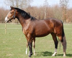 broodmare S-carmenta (Holsteiner, 2002, from Cardino)