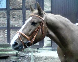 dressage horse Karthago 53 (Hanoverian, 1995)